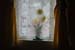 windowflower