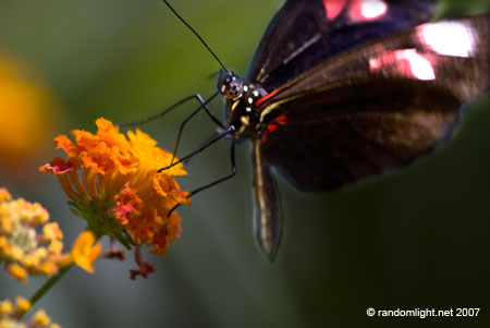 butterlyfeeding