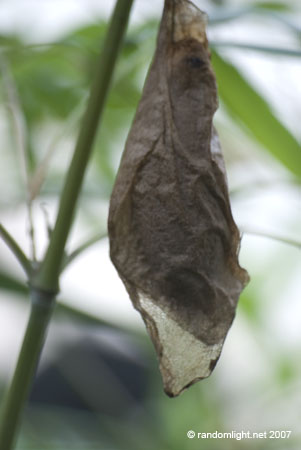 chrysalis