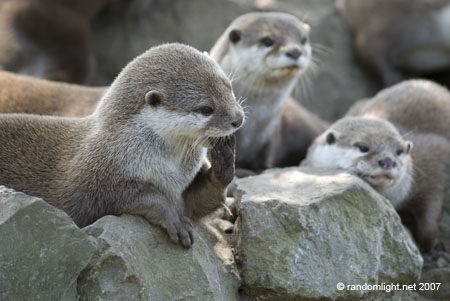otters paw