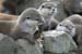 otters paw