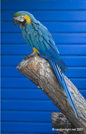 blue parrot