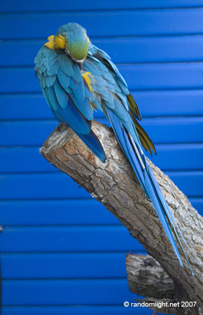 blue parrot2