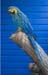 blue parrot