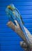 blue parrot2