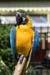 yellow parrot